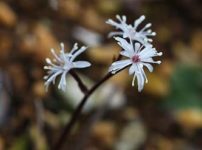 セリバオウレン