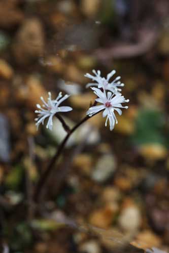 セリバオウレン雄花