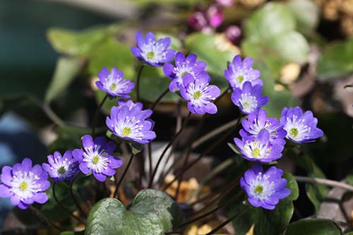 交配が面白い雪割草 ミスミソウ属 の育て方 山野草を育てる