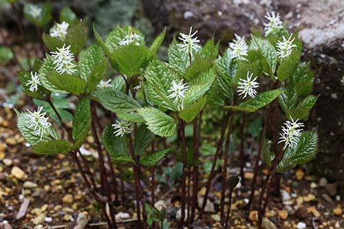 ヒトリシズカ 一人静 の育て方 山野草を育てる