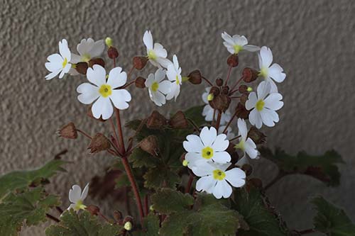 プリムラ シネンシス ステラタ Primula Chinensis Stellata の育て方 山野草を育てる