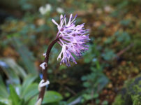 キバナセツブンソウ 黄花節分草 の育て方 山野草を育てる キバナセツブンソウ 黄花節分草 の育て方 山野草を育てる