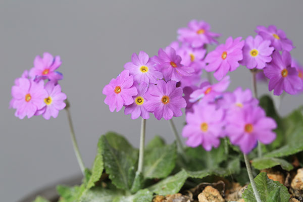 プリムラ ダリアリカ Primula Darialica の育て方 山野草を育てる