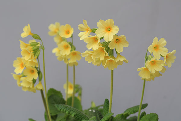 プリムラ エラティオール Primula Elatior の育て方 山野草を育てる