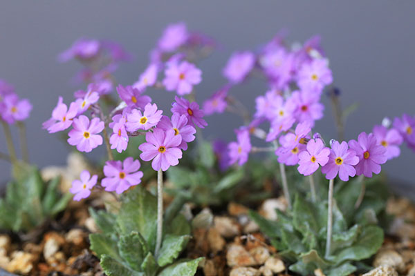 Primula frondosa