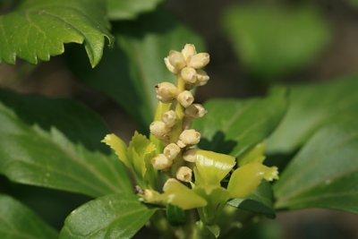 フッキソウ 富貴草 の育て方 山野草を育てる