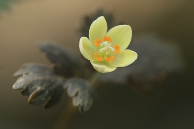 トウゴクサバノオ（東国鯖の尾）