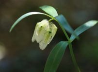 コシノコバイモ