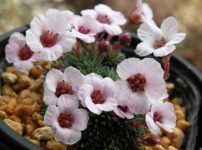 サキシフラガ・イルビンギー ’ジェンキンシア’