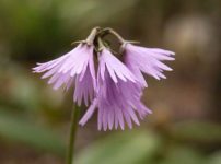 イワカガミダマシ