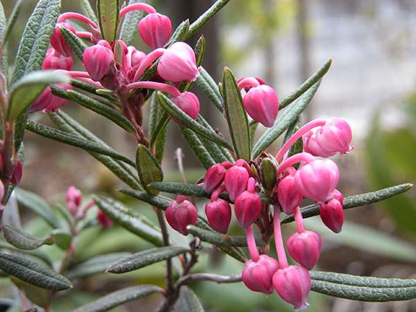 ヒメシャクナゲ 姫石楠花 シロバナヒメシャクナゲ 白花姫石楠花 の育て方 山野草を育てる