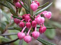 ヒメシャクナゲ