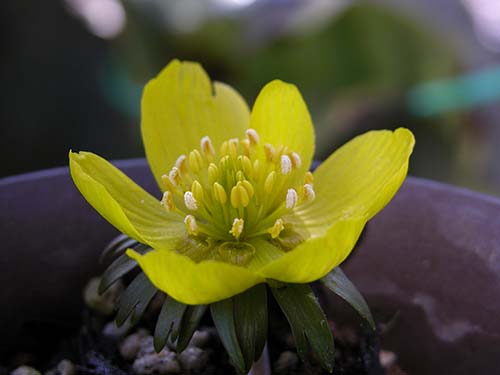 キバナセツブンソウ 黄花節分草 の育て方 山野草を育てる