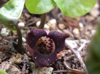 ウスバサイシン