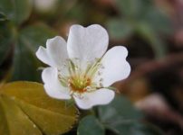 ポテンティラ・アルバ