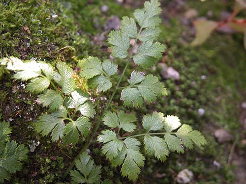 セリバオウレン（芹葉黄連）の葉