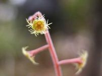 コチャルメルソウ