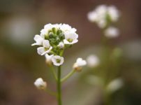 シロウマナズナ（白馬薺）