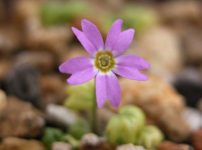 クモイコザクラ