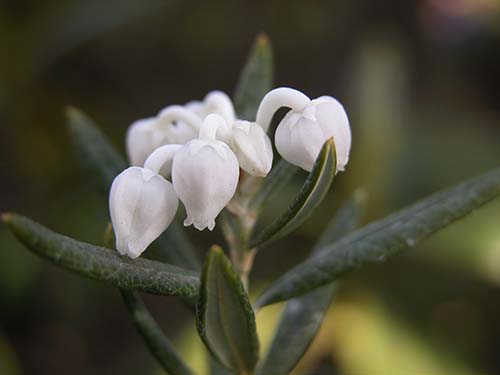 ヒメシャクナゲ 姫石楠花 シロバナヒメシャクナゲ 白花姫石楠花 の育て方 山野草を育てる