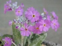 プリムラ・フロンドーサ