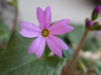 シナノコザクラ