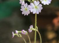 ウンナンサクラソウ