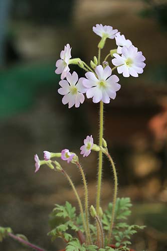 ウンナンサクラソウ 雲南桜草 の育て方 山野草を育てる