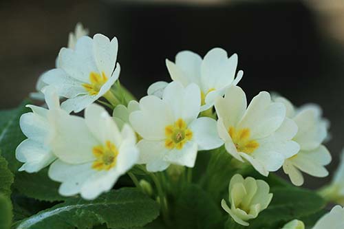 プリムラ ブルガリス Primula Vulgaris の育て方 山野草を育てる