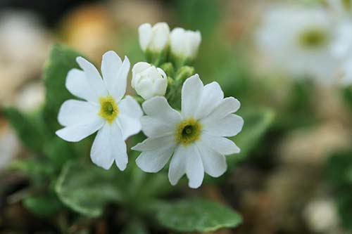 白花ユキワリコザクラ