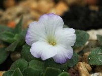 プリムラ・アリオニー’アップルブロッサム’