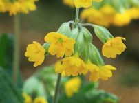 すべての花の画像 ロイヤリティフリーキバナ セツブンソウ 球根 植え 方