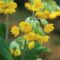 Primula veris ssp. macrocalyx