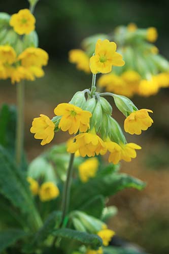 Primula・veris ssp. macrocalyx