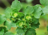 ヤマネコノメソウ（山猫の目草）