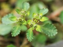 ニッコウネコノメ