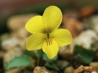 すべての花の画像 ロイヤリティフリーキバナ セツブンソウ 球根 植え 方