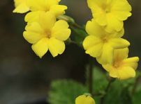 プリムラ・キューエンシス