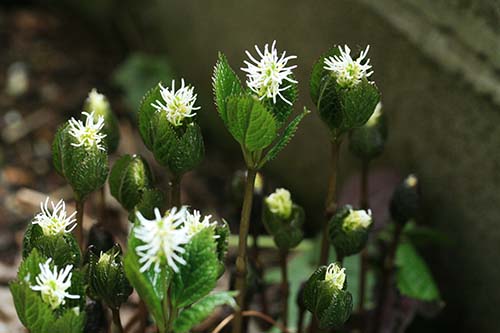 ヒトリシズカ 一人静 の育て方 山野草を育てる