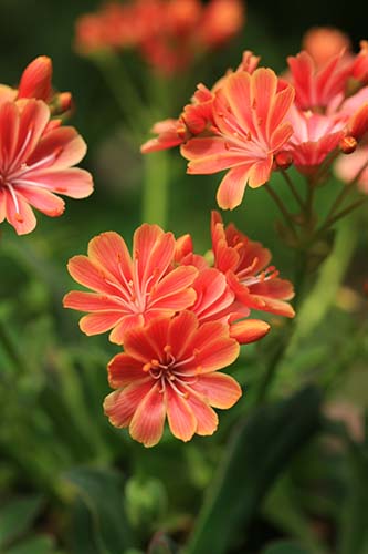 レウィシア コチレドン Lewisia Cotyledon の育て方 山野草を育てる