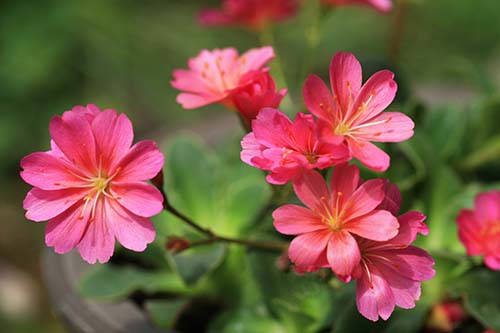 レウィシア コチレドン Lewisia Cotyledon の育て方 山野草を育てる