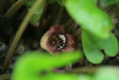 ウスバサイシン(薄葉細辛)