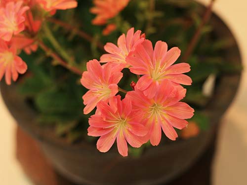 レウィシア コチレドン Lewisia Cotyledon の育て方 山野草を育てる