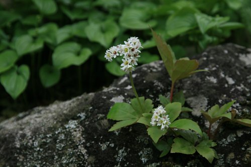 タンチョウソウ イワヤツデ の育て方 山野草を育てる