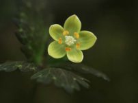 トウゴクサバノオ