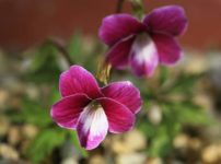 ベニバナナンザンスミレ