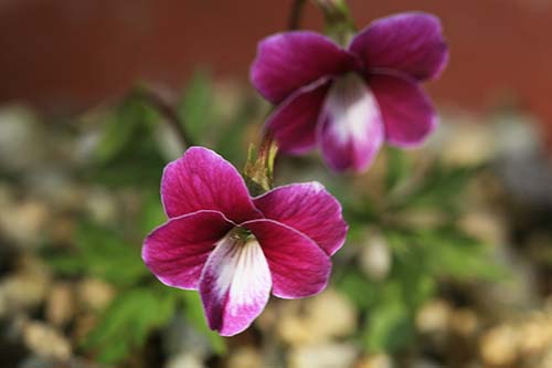 ベニバナナンザンスミレ 紅花南山菫 の育て方 山野草を育てる