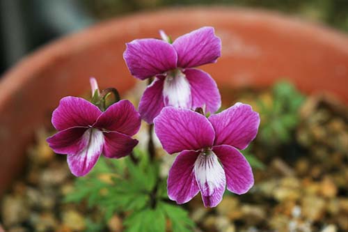 ベニバナナンザンスミレ 紅花南山菫 の育て方 山野草を育てる