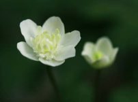 ニリンソウ（八重）