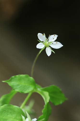 最も好ましい 小さい 山 野草 春 白い 花 誕生 日 ライン 友達